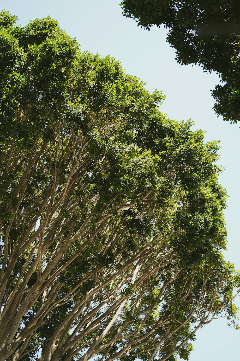 a group of trees that are next to each other