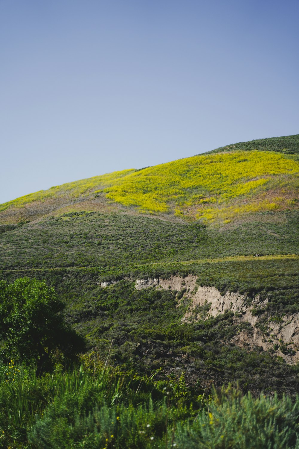a hill covered in green grass and yellow flowers