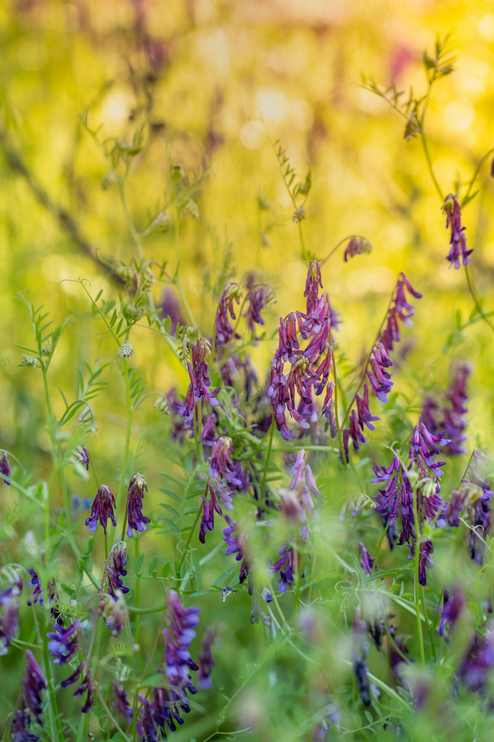 un mazzo di fiori viola in un campo