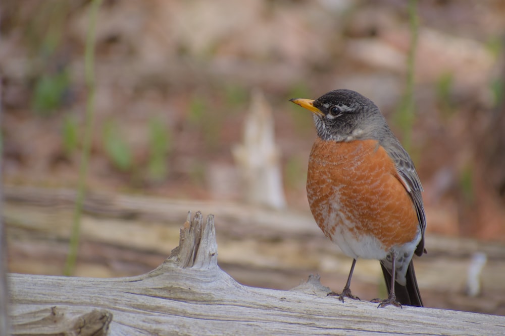 a close up of a bird on a tree branch