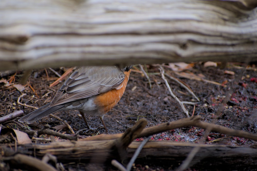 a small bird is standing on the ground