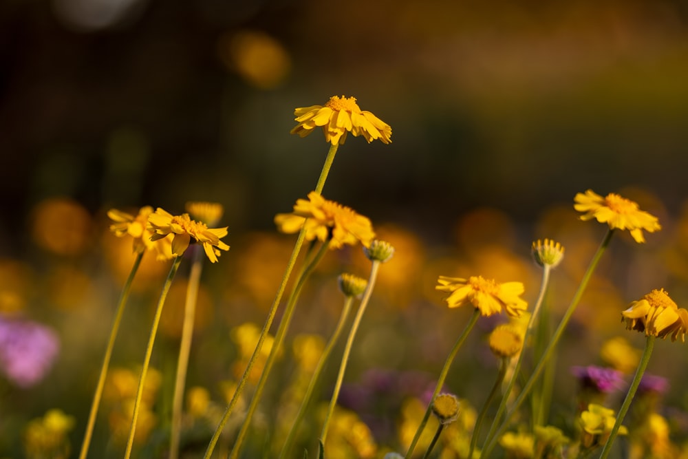 a field full of yellow and purple flowers