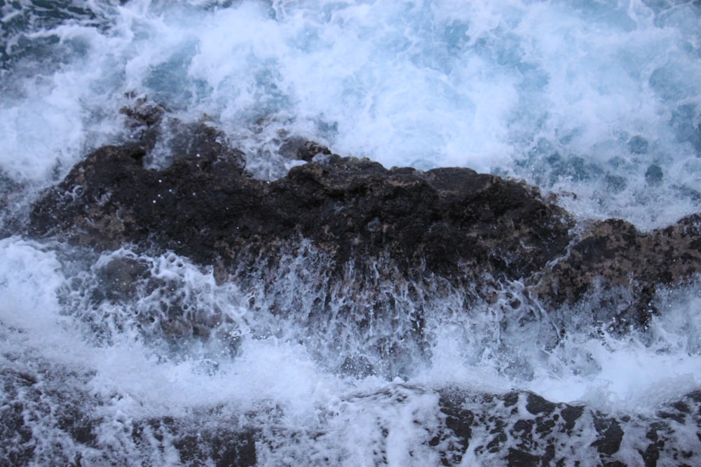 a bird sitting on top of a rock near the ocean