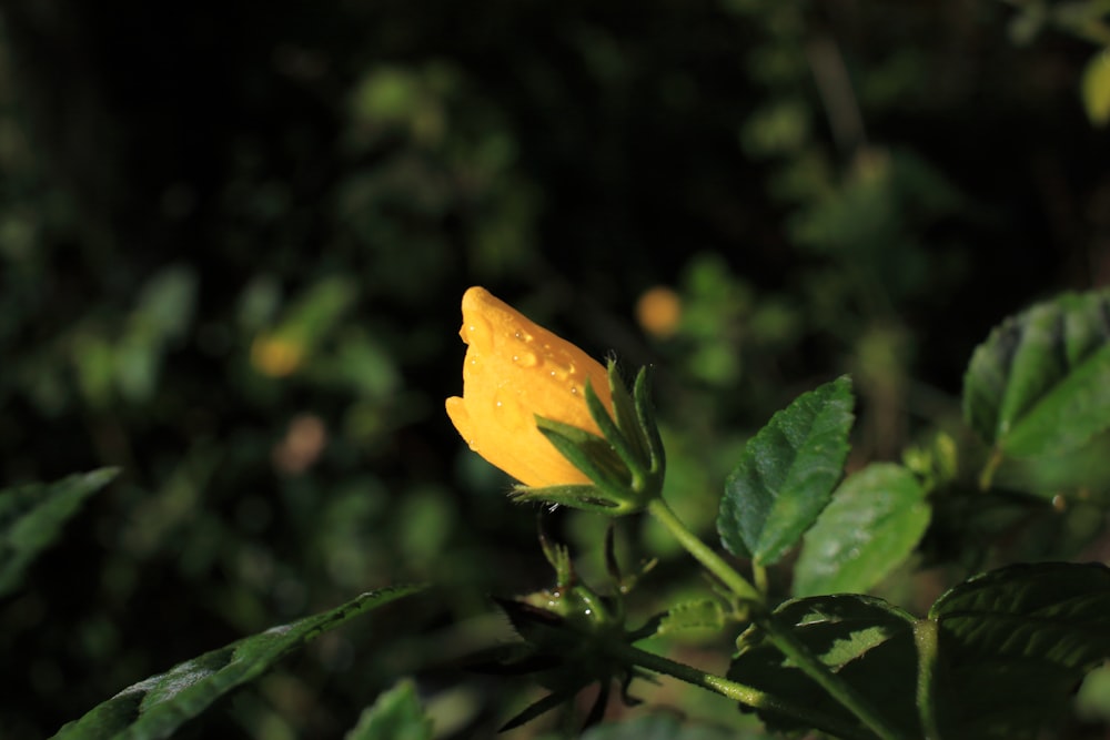 a yellow flower with green leaves in the background