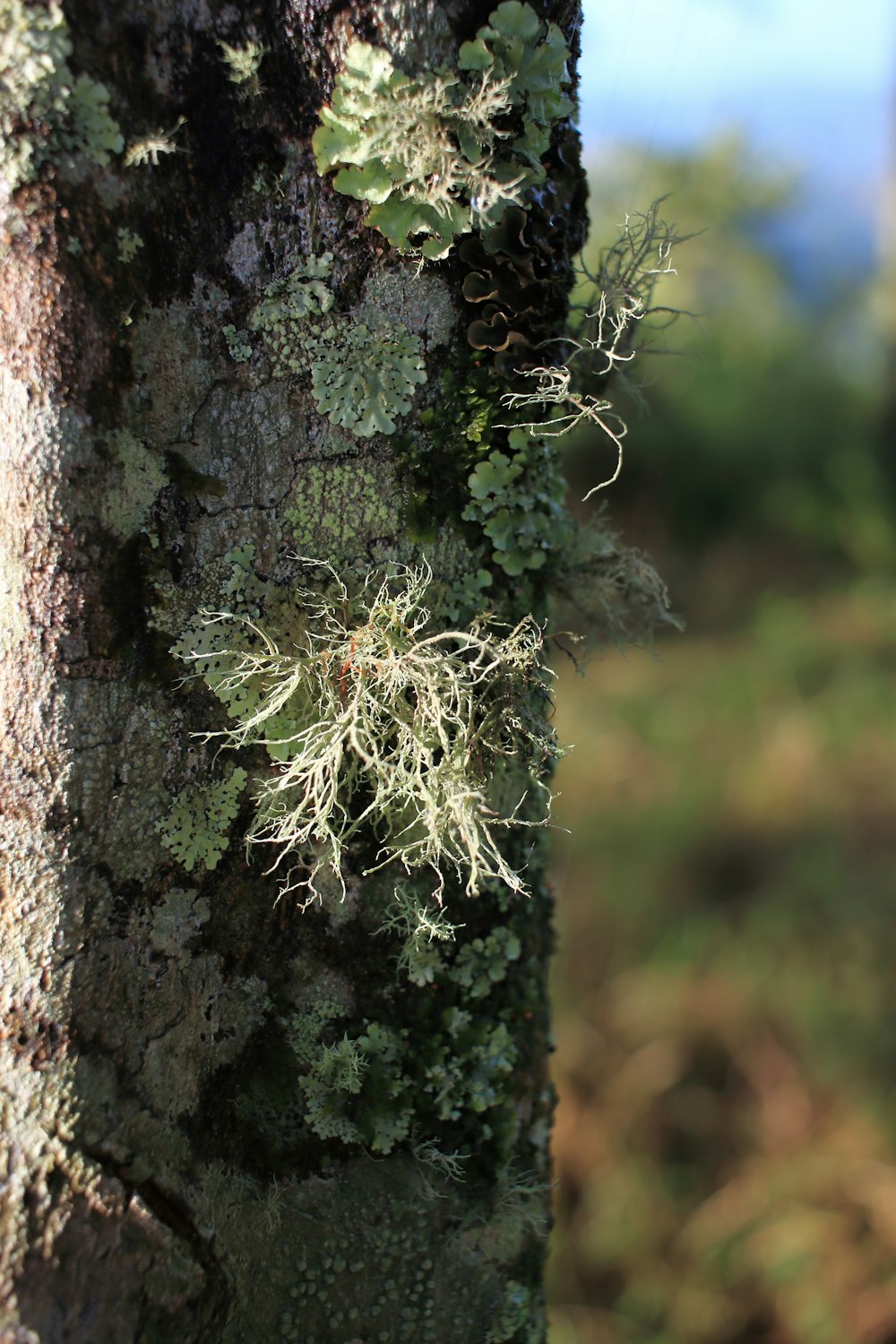 moss growing on the bark of a tree