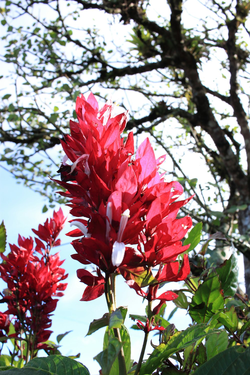 a close up of a red flower near a tree