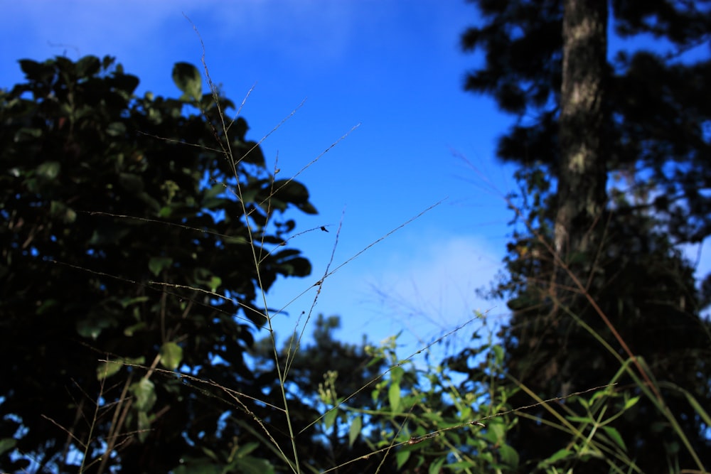 a blurry photo of trees and a blue sky