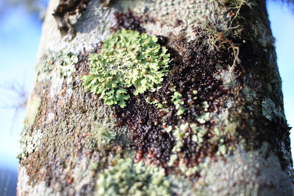 a close up of a tree with moss growing on it