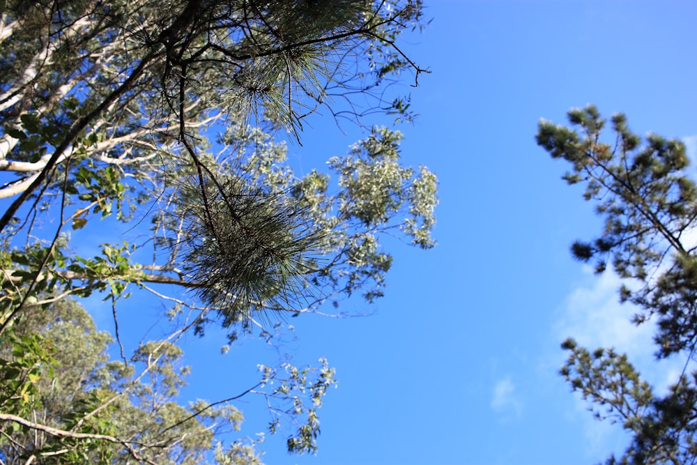a clear blue sky is seen through the branches of trees