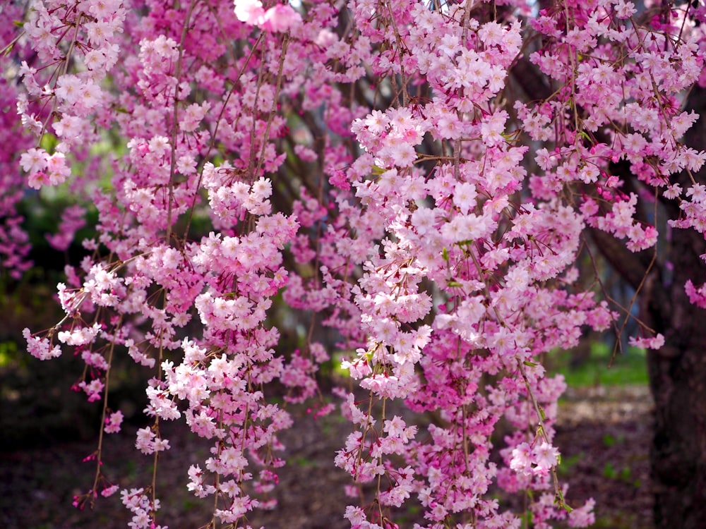 pink flowers are blooming on a tree