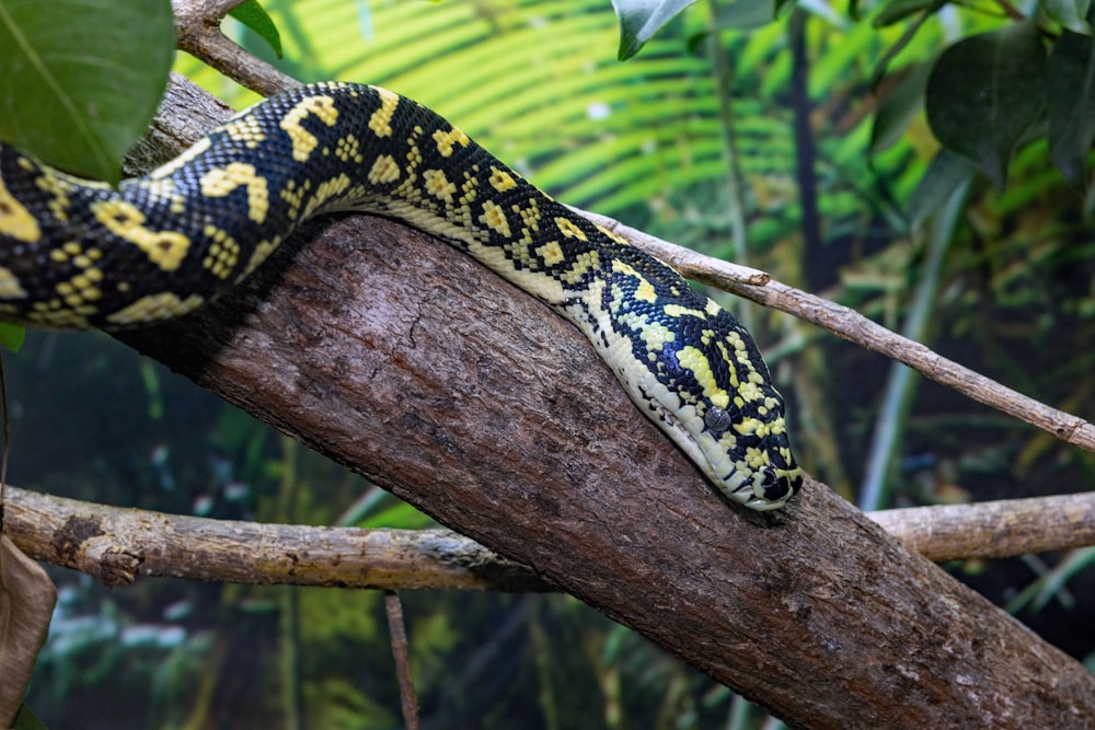a large yellow and black snake on a tree branch