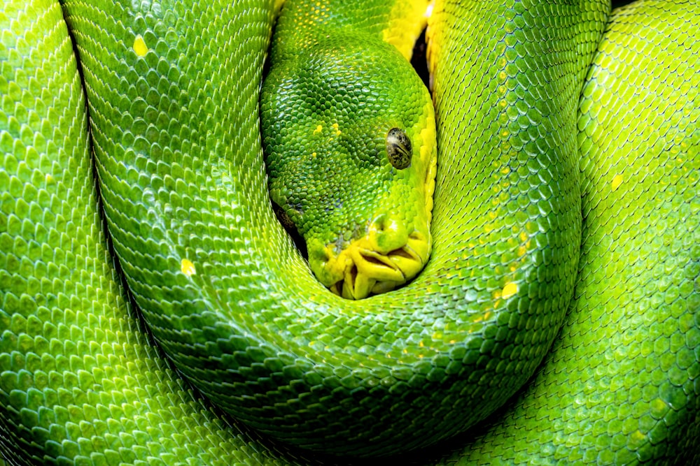 a close up of a green snake curled up