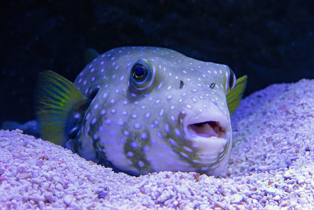 a close up of a fish in a tank