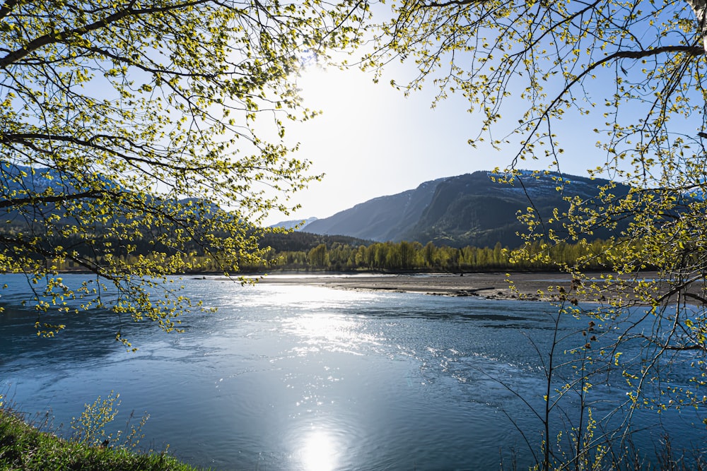 the sun shines through the branches of a tree over a river