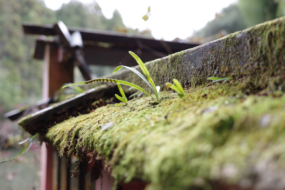 a moss covered roof with a plant growing out of it