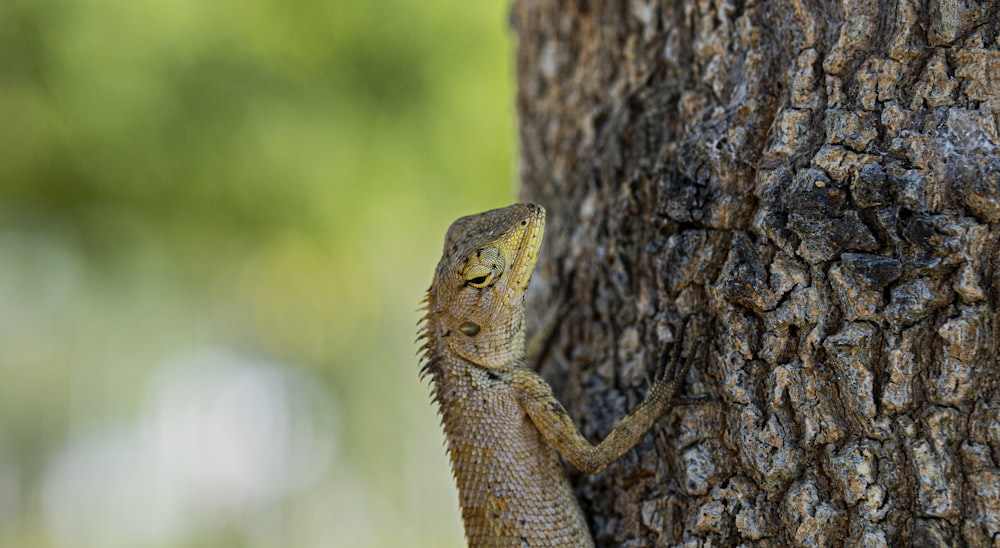 un pequeño lagarto trepando por la ladera de un árbol