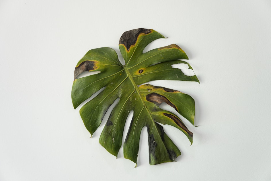 Flaschengarten anlegen pflanzen im geschlossenen glas pflegen — helpful reference illustration