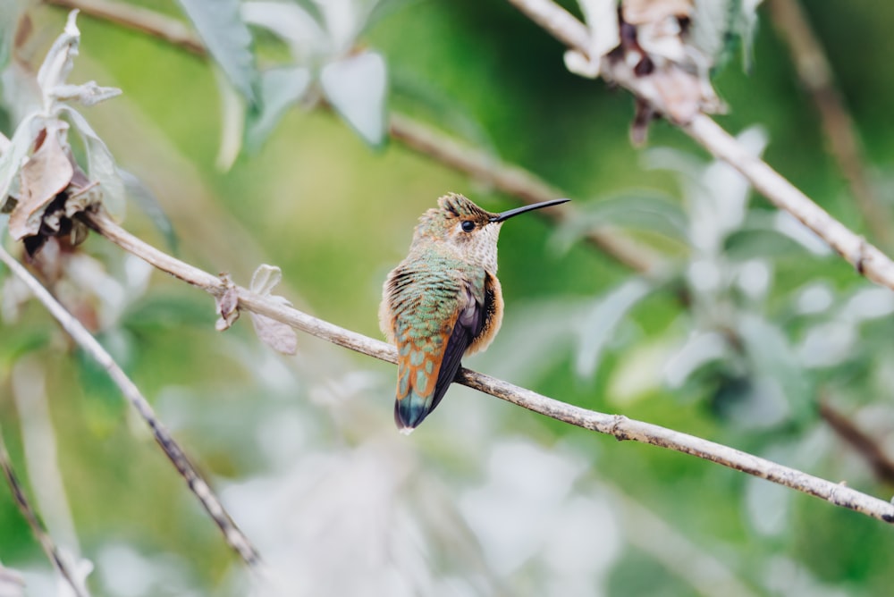 a hummingbird perched on a branch in a tree