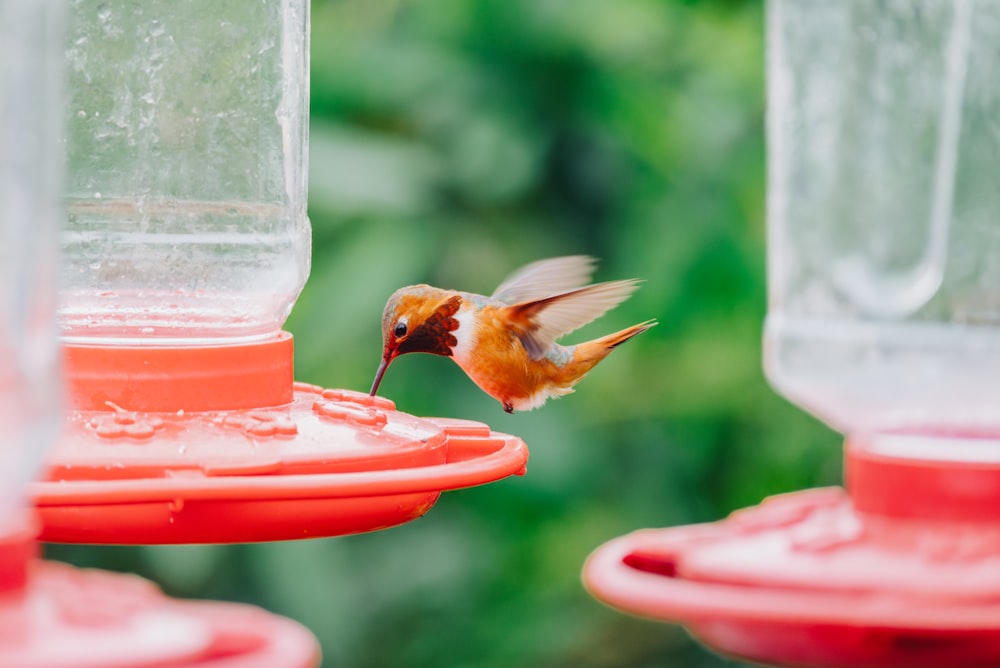 a hummingbird feeding from a red hummingbird feeder
