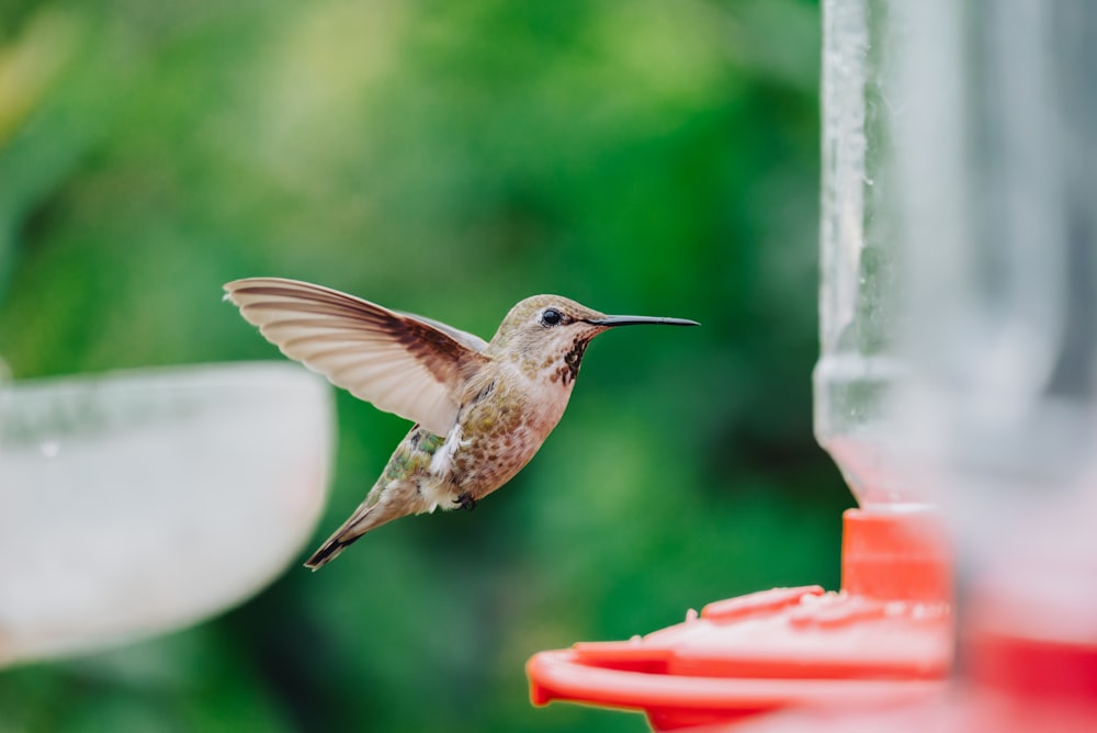 a hummingbird flying towards a bird feeder