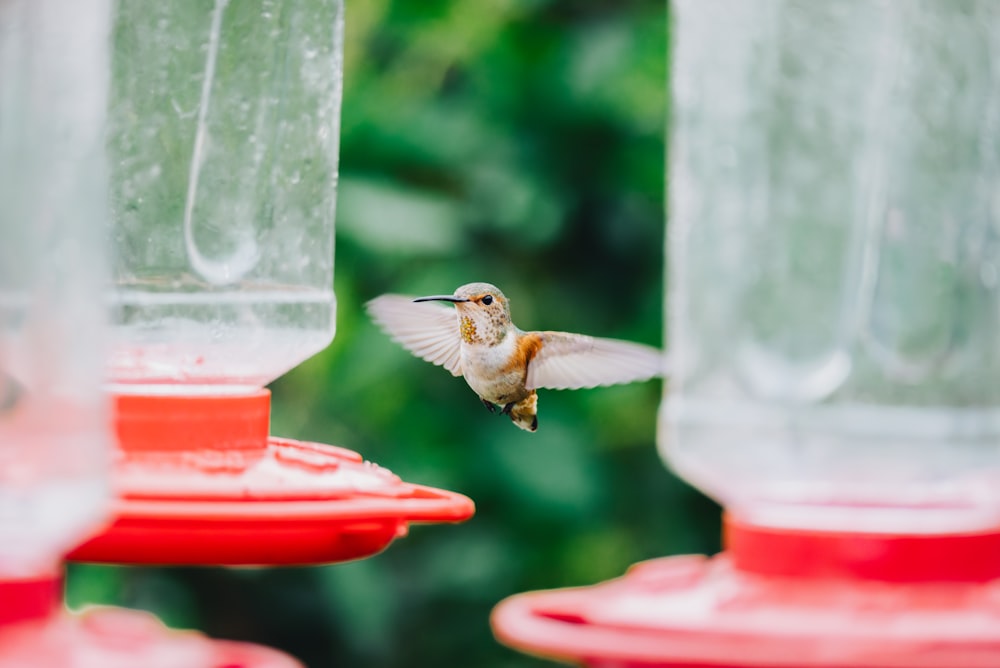 a hummingbird flying towards a bird feeder