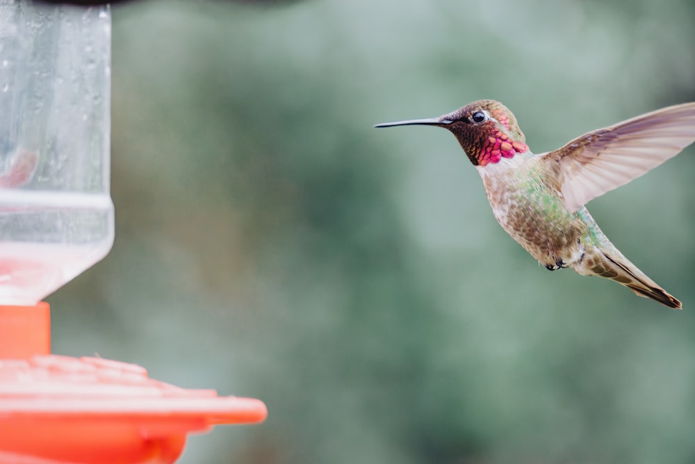 a hummingbird flying towards a bird feeder