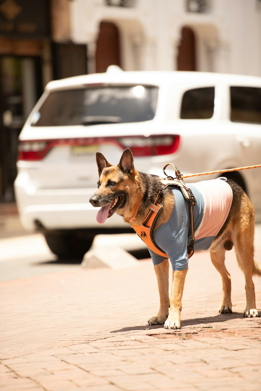 a dog wearing a vest and leash on a leash
