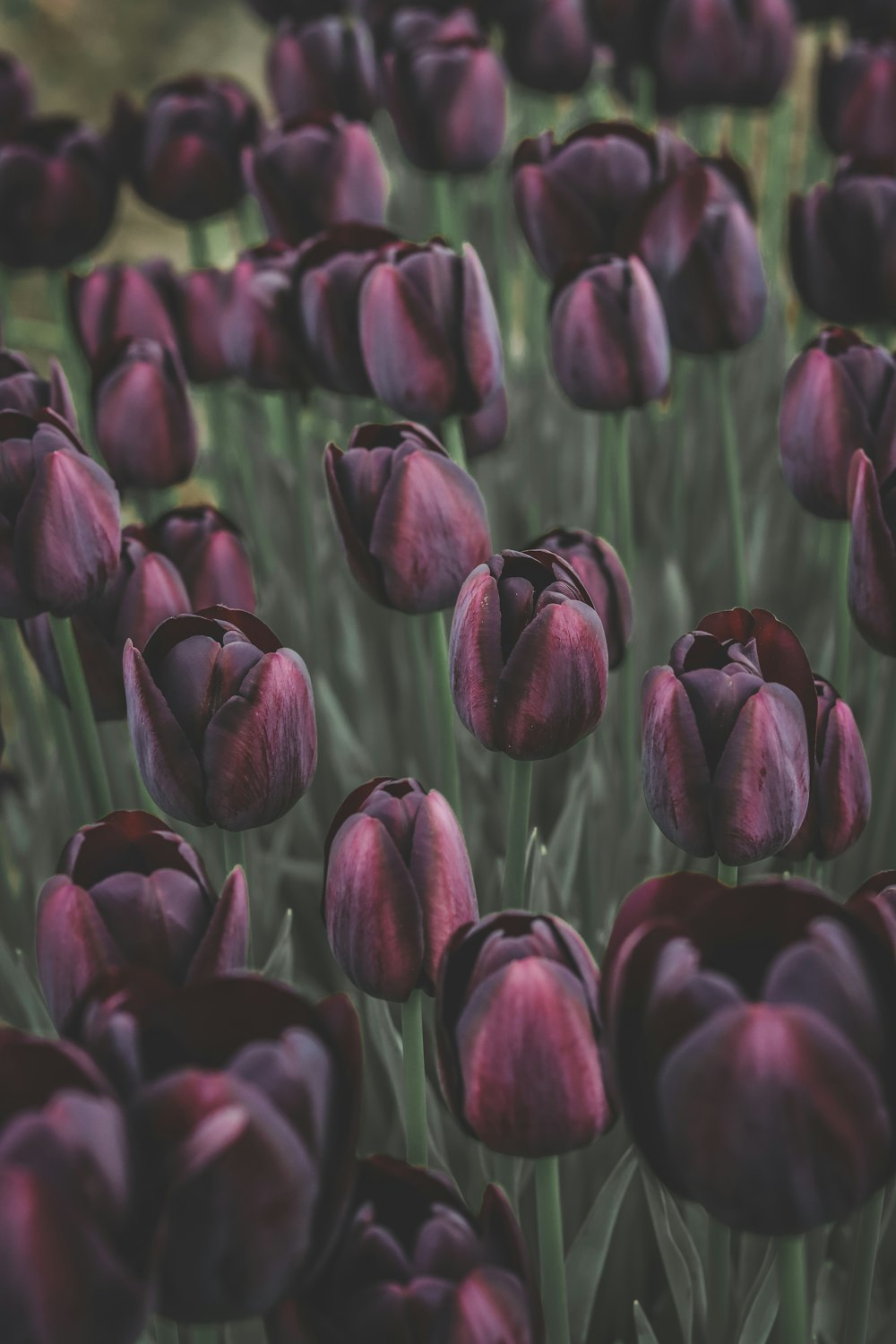 a field of purple tulips with green stems