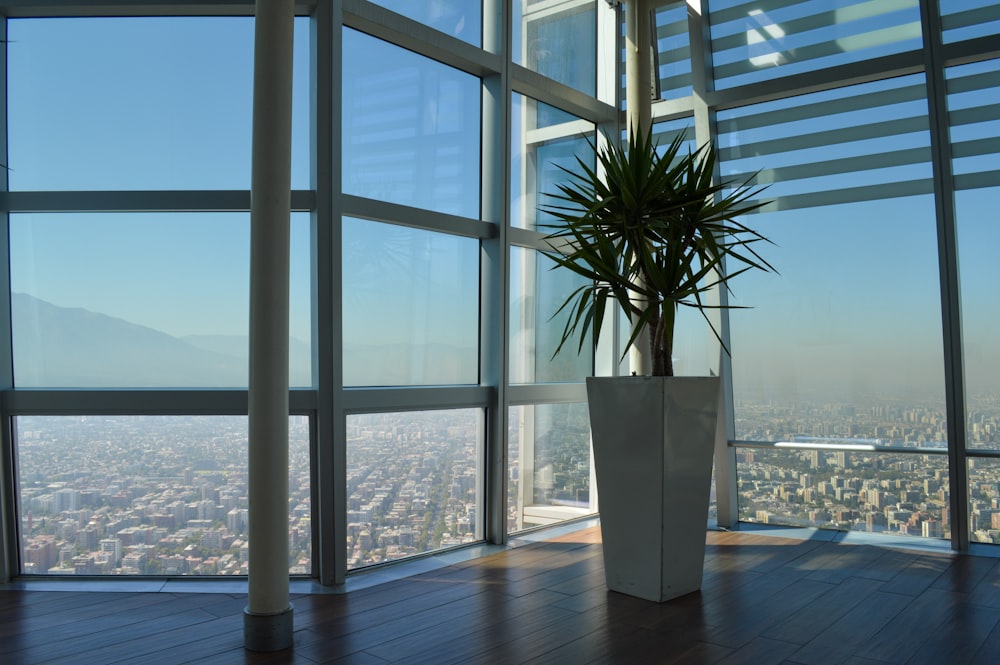 a plant in a tall white vase on a wooden floor