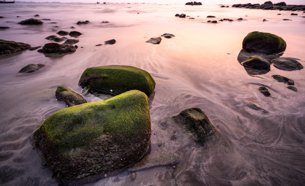 rocks covered in green moss on a beach