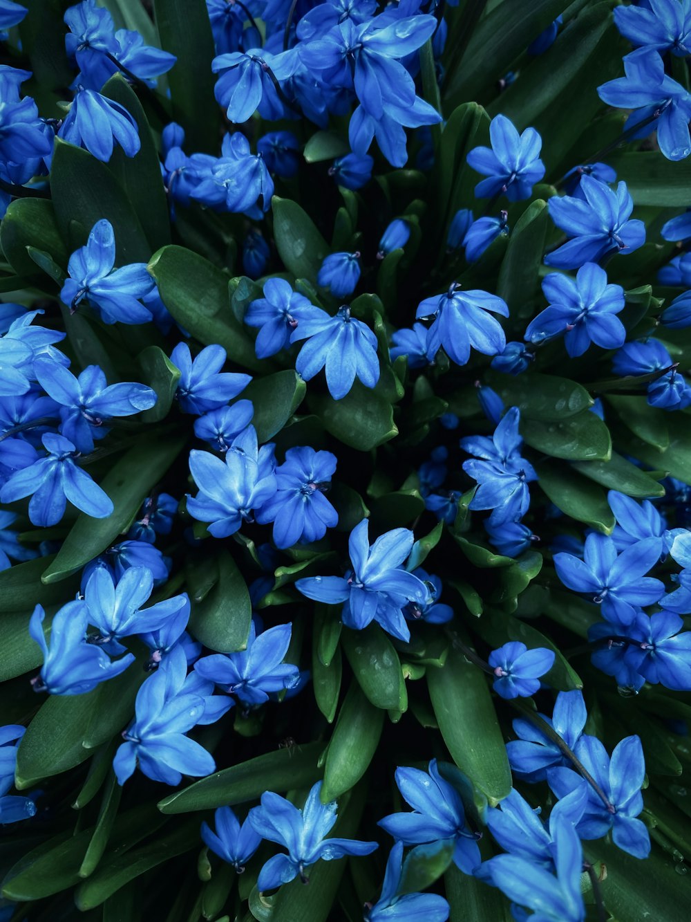 a bunch of blue flowers with green leaves