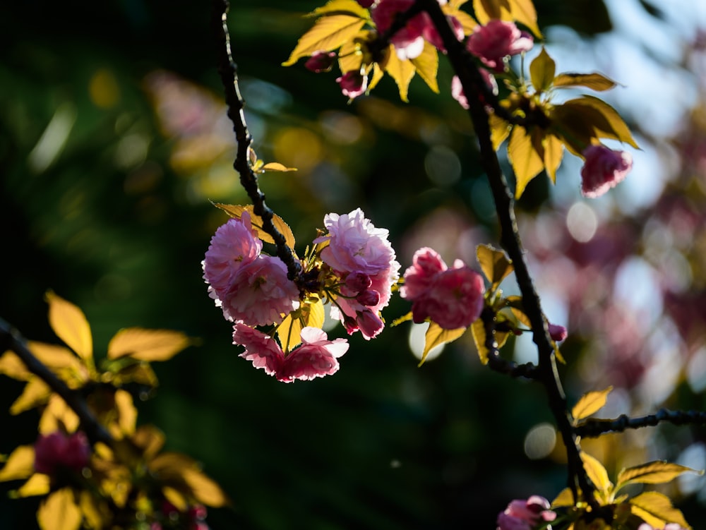 a branch of a tree with pink flowers