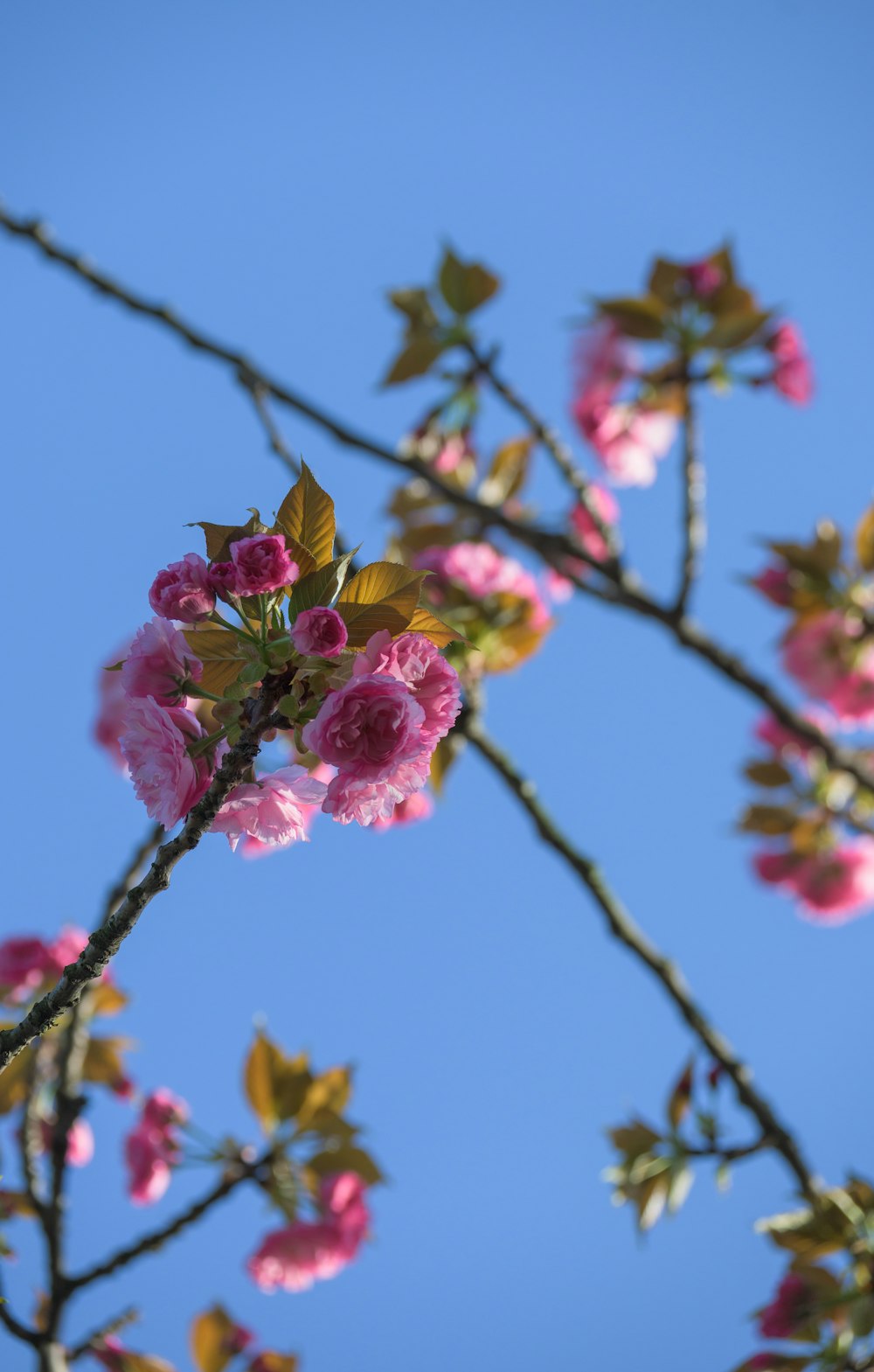 pink flowers blooming on a tree branch against a blue sky