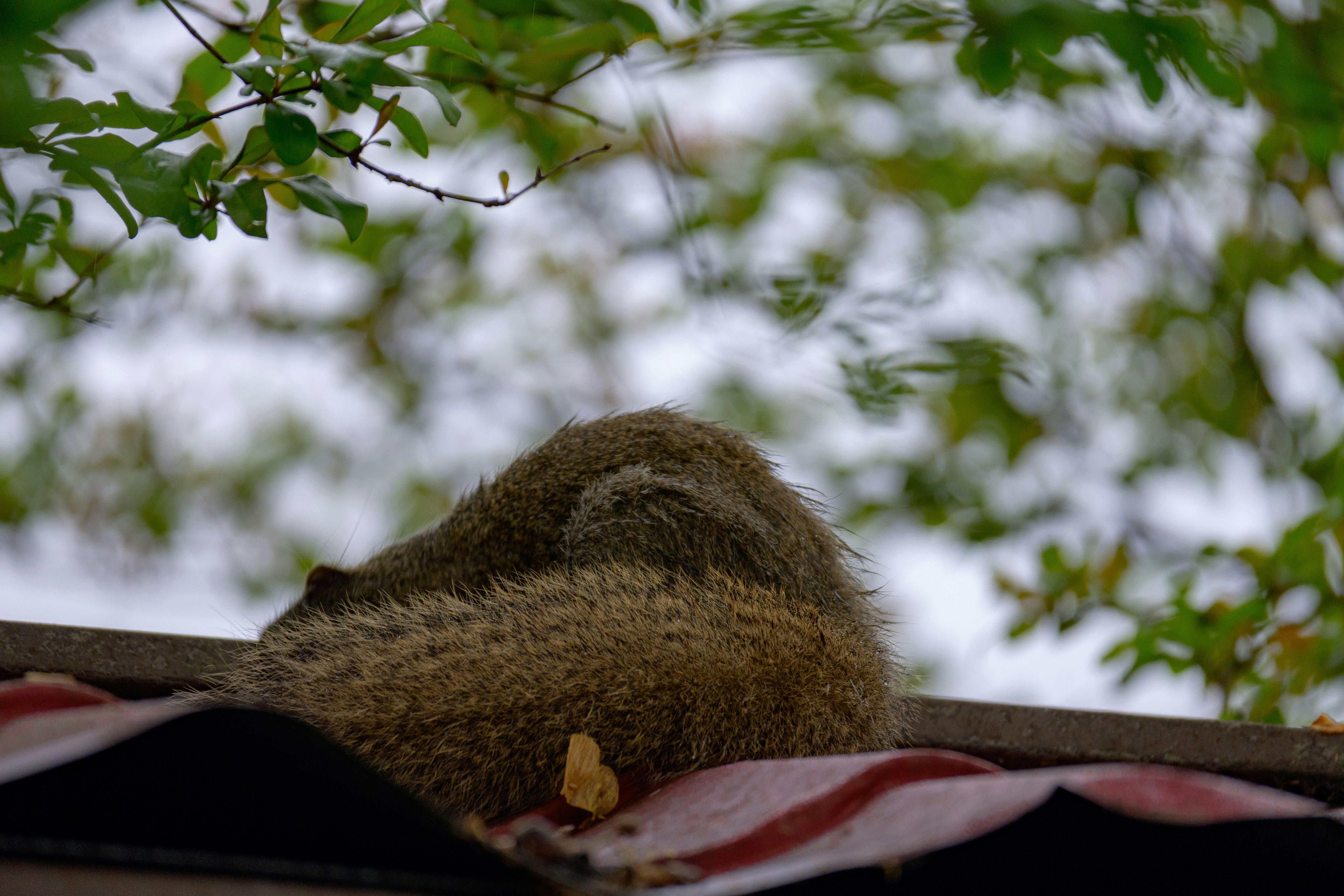 Forecast 2026: Wildlife Trade Pandemic Risk – Sloth Deaths Alert episode artwork