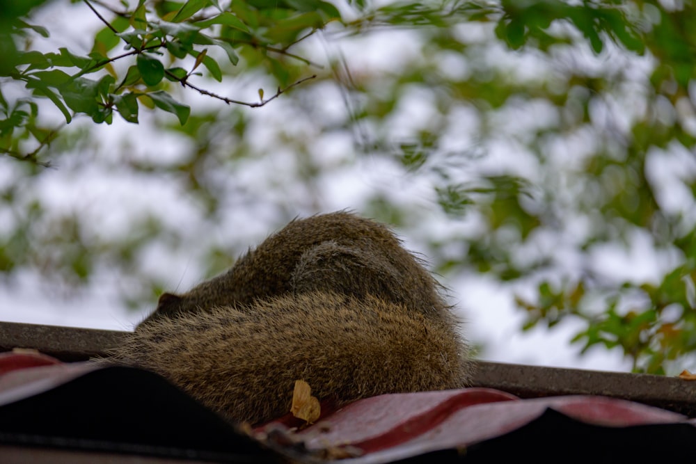 a monkey sleeping on top of a roof