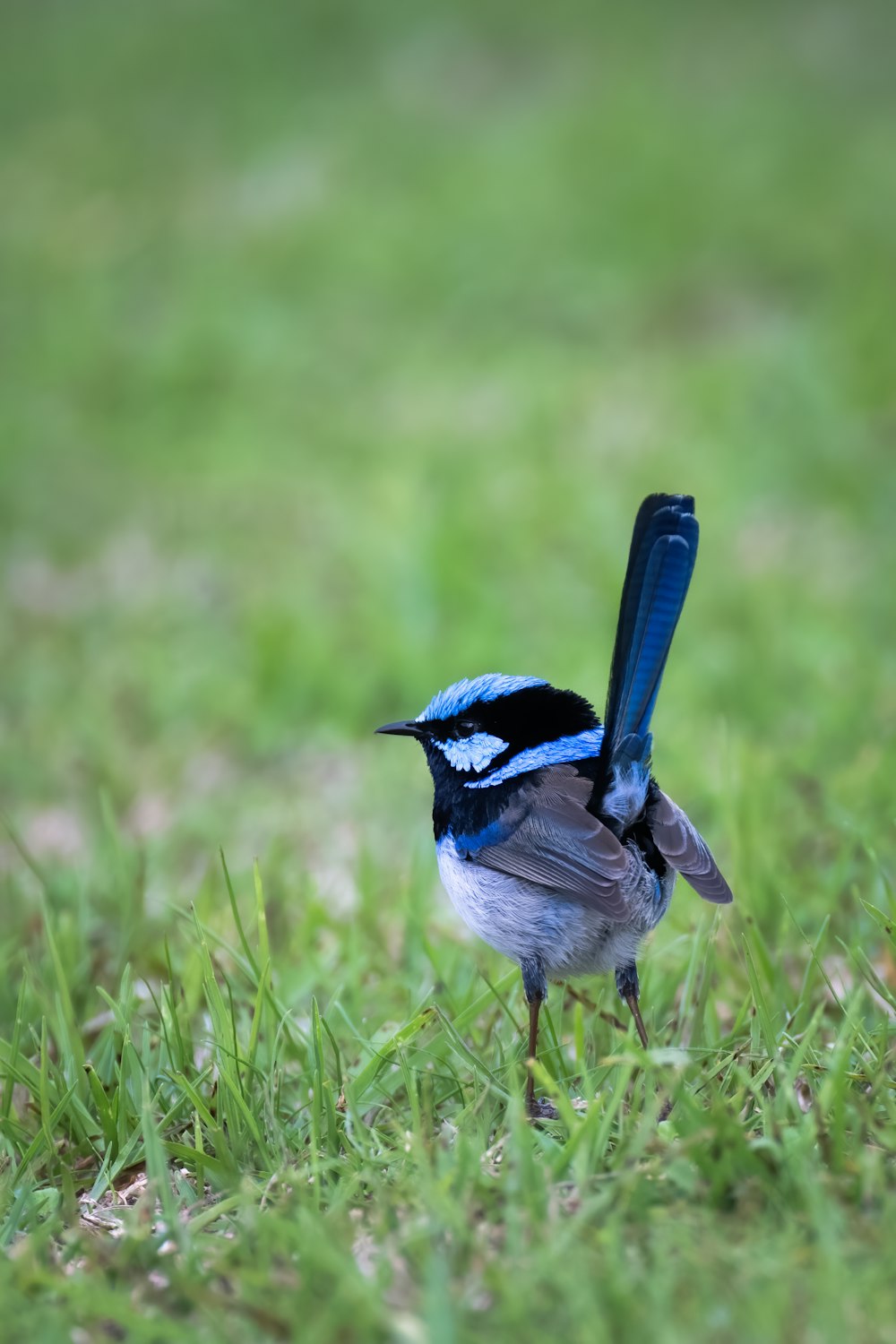 a small blue and black bird standing in the grass