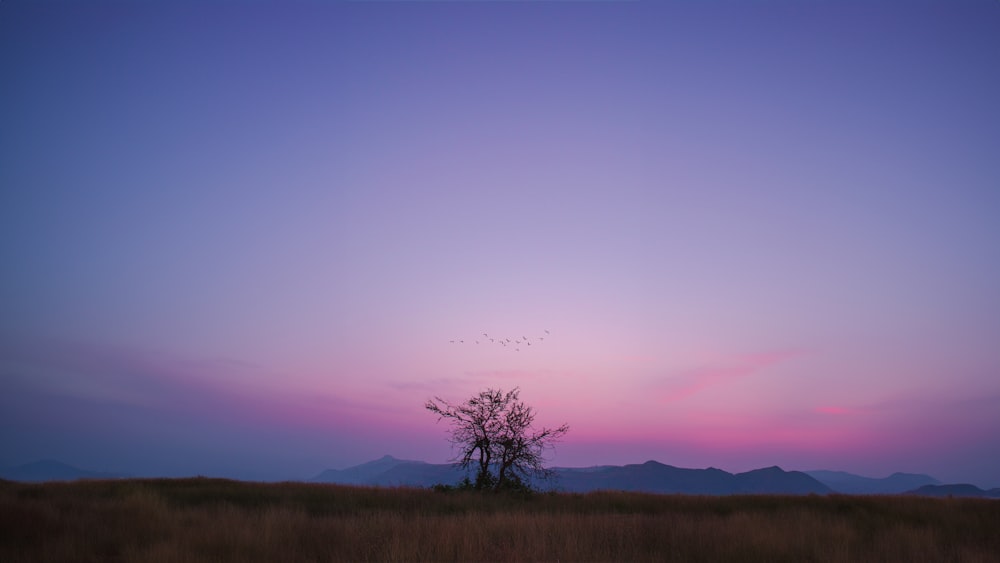 a lone tree in a field with a sunset in the background