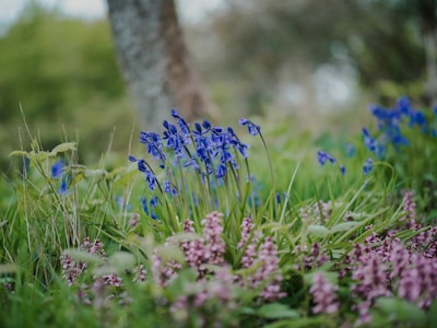 a bunch of flowers that are in the grass
