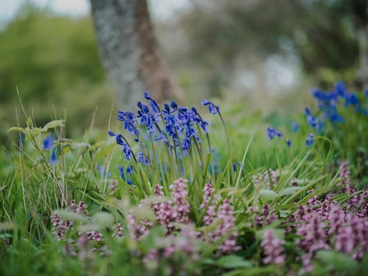 a bunch of flowers that are in the grass