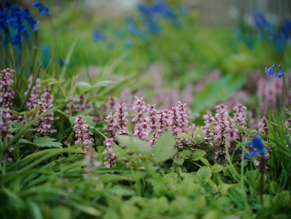 a bunch of flowers that are in the grass