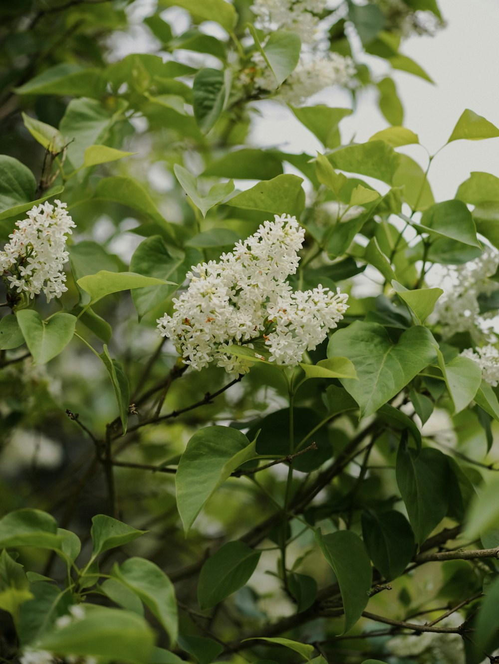 a tree with white flowers and green leaves