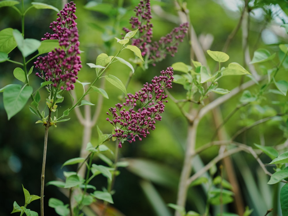 a close up of a plant with purple flowers