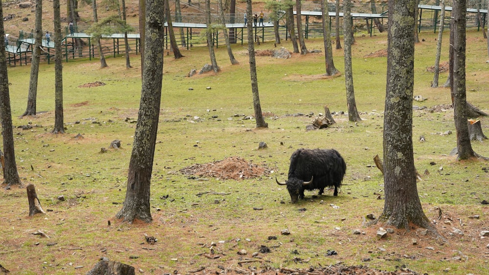 a black animal standing in a forest filled with trees