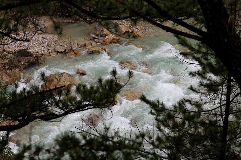 a river flowing through a forest filled with rocks