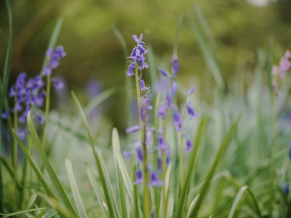 a bunch of flowers that are in the grass