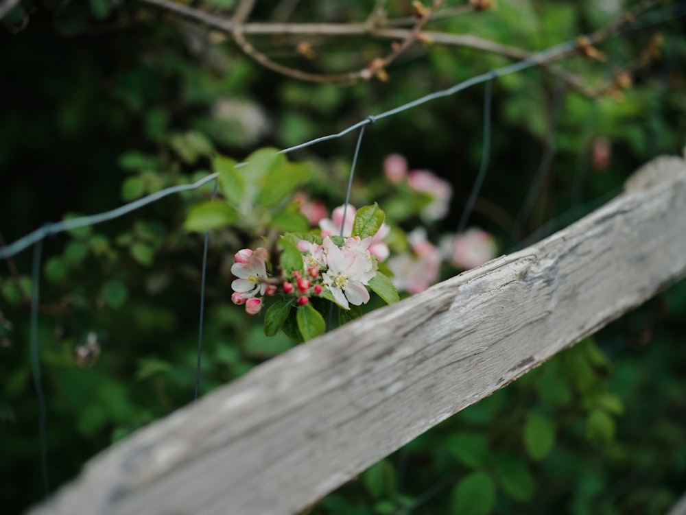 a close up of a fence with flowers on it