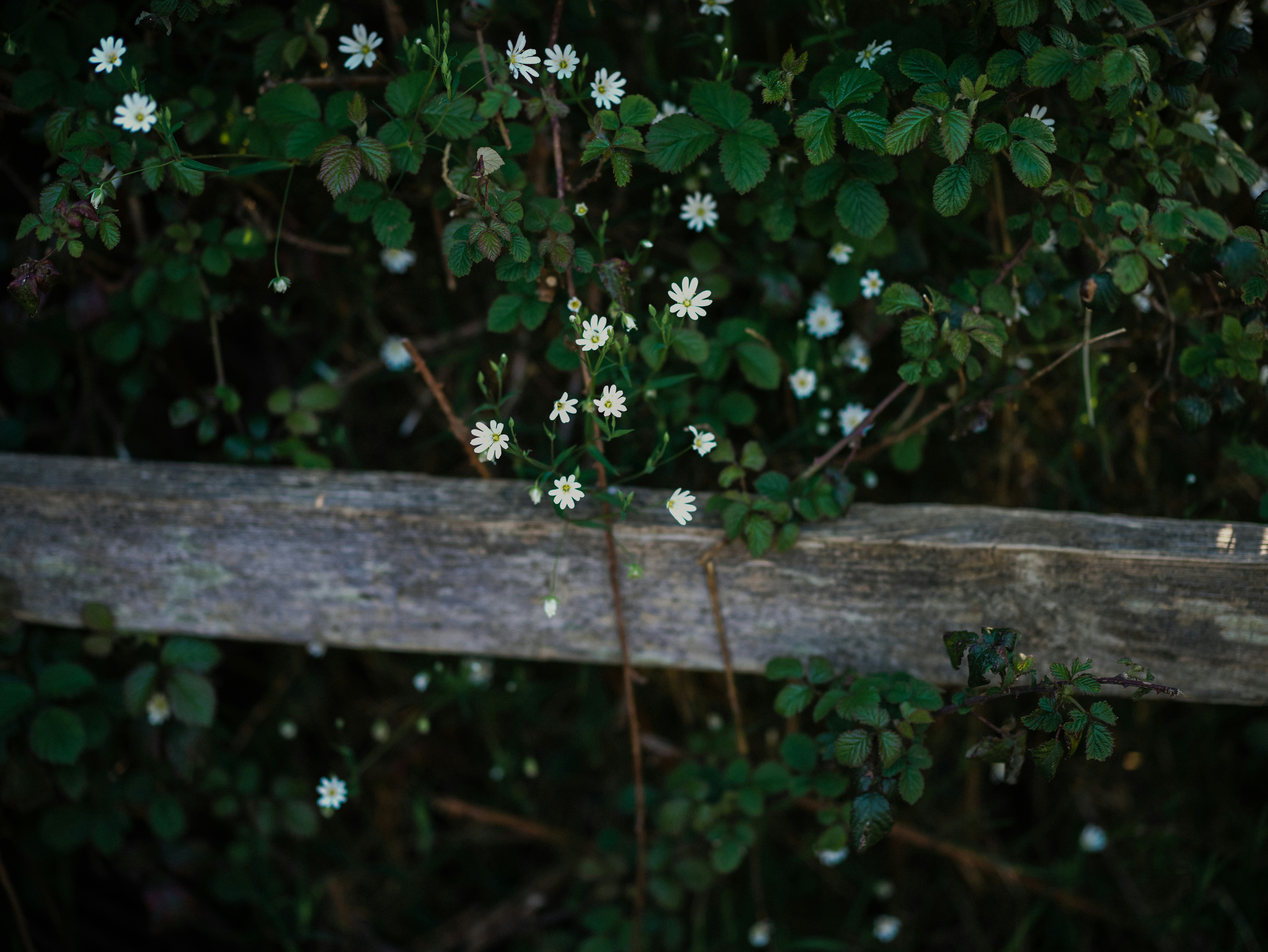 Photo by anniespratt