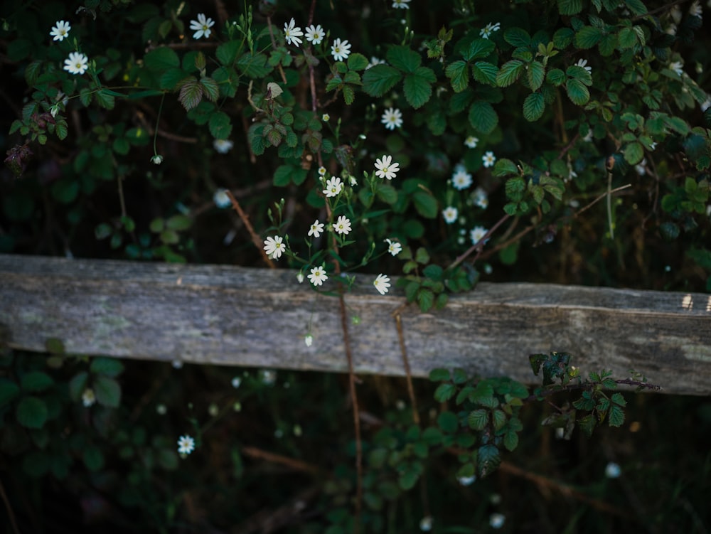 a wooden fence with white flowers growing on it