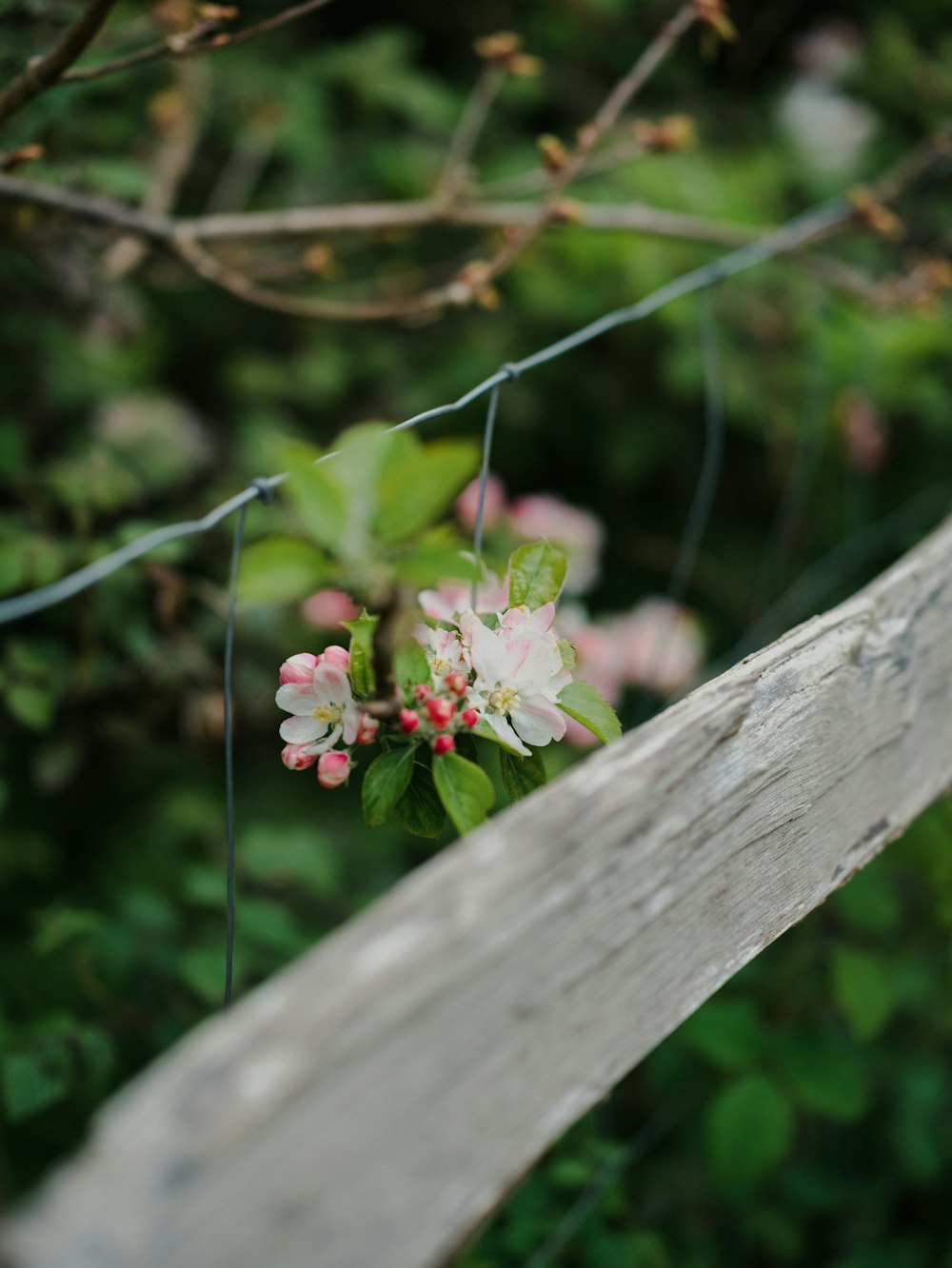 a branch of an apple tree with pink and white flowers