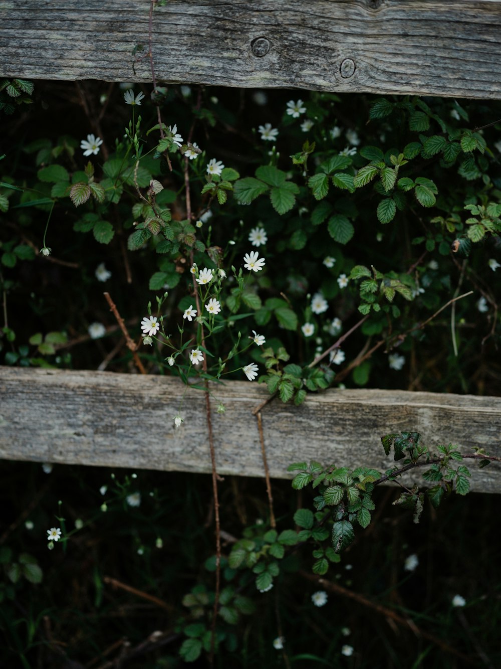 a bunch of white flowers growing on a wooden fence
